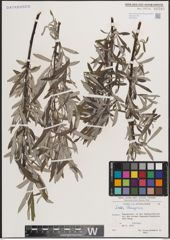 Foto von Salix eleagnos Scop.
